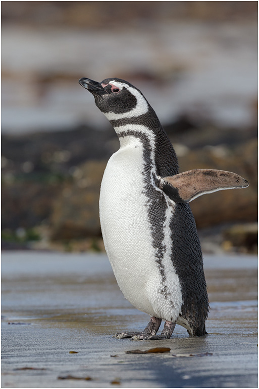 Magellanic Penguin shaking