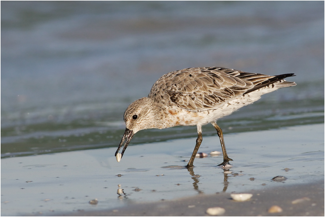 Red Knot, Winter plumage, Florida, USA