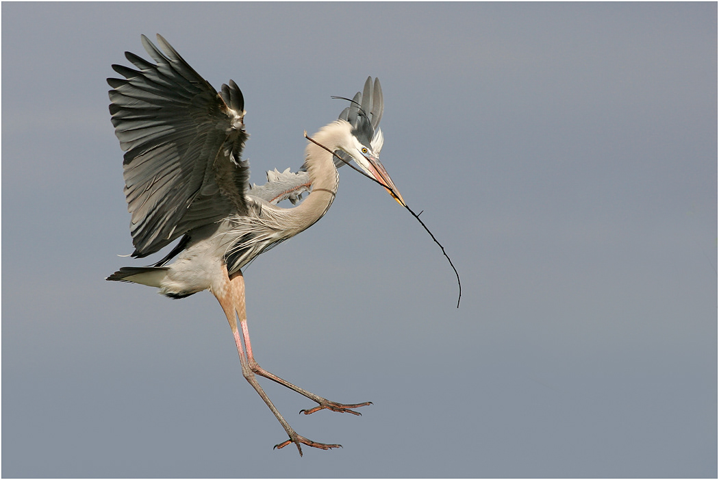 Great Blue Heron in flight with branch, Florida, USA