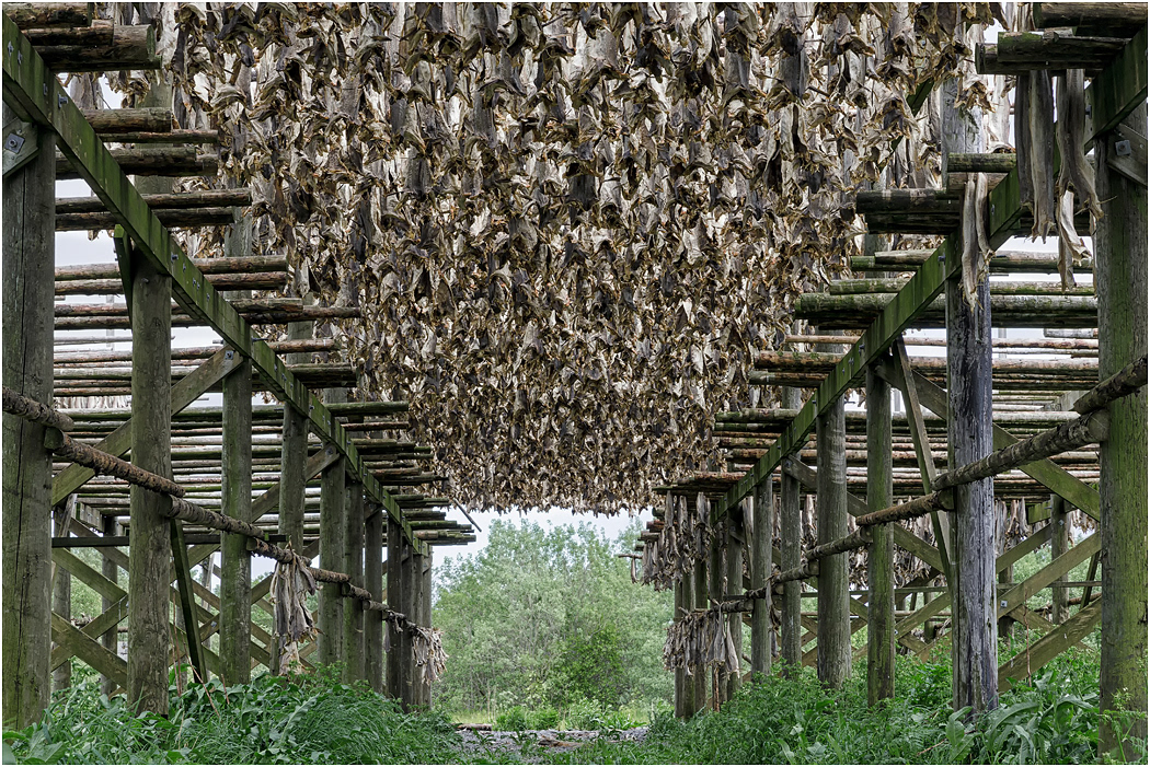 Drying Cod - Norway