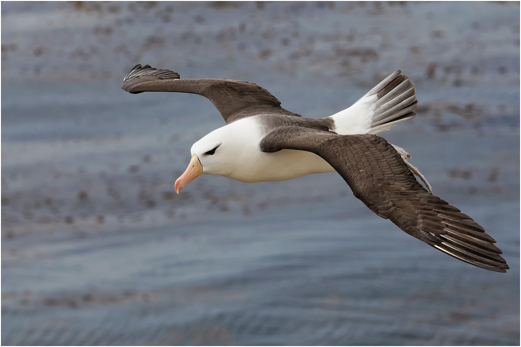 Black-browed Albatross