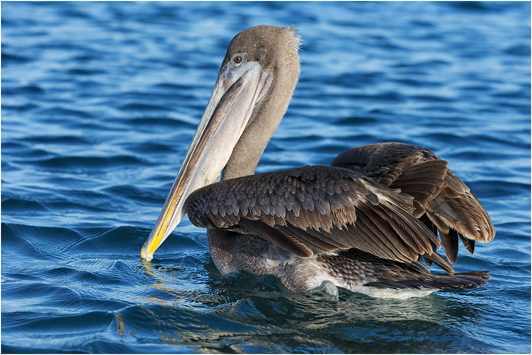 Brown Pelican, Galapagos Islands