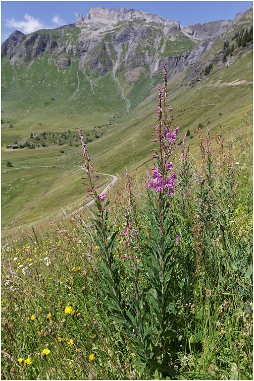 Rosebay Willowherb at Blumental
