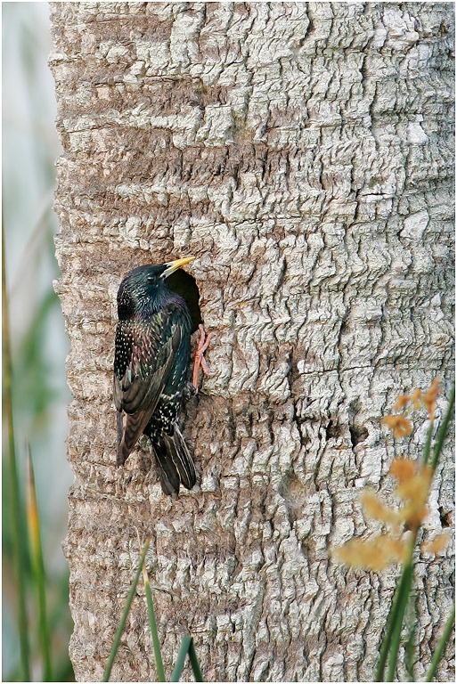 European Starling, Florida, USA