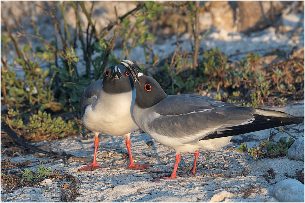 Swallow-tailed Gull pair bonding, Galapagos Islands