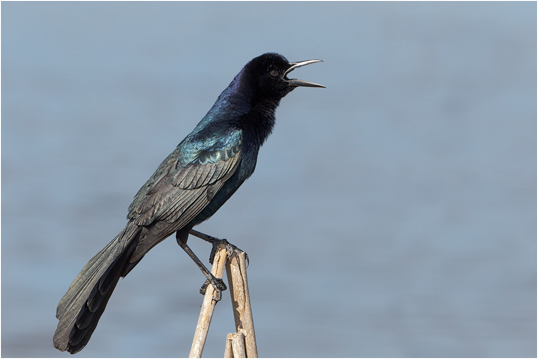 Boat-tailed Grackle, Florida, USA
