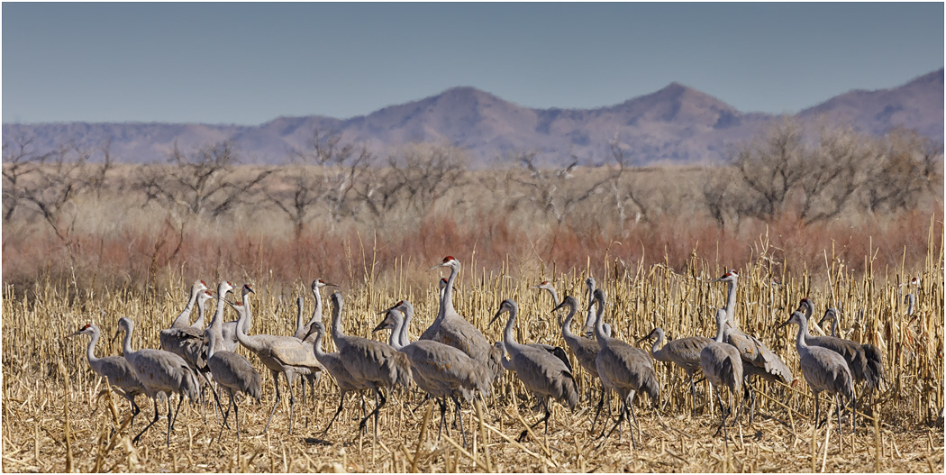 Sandhill Cranes feeding, Bosque del Apache, NM, USA