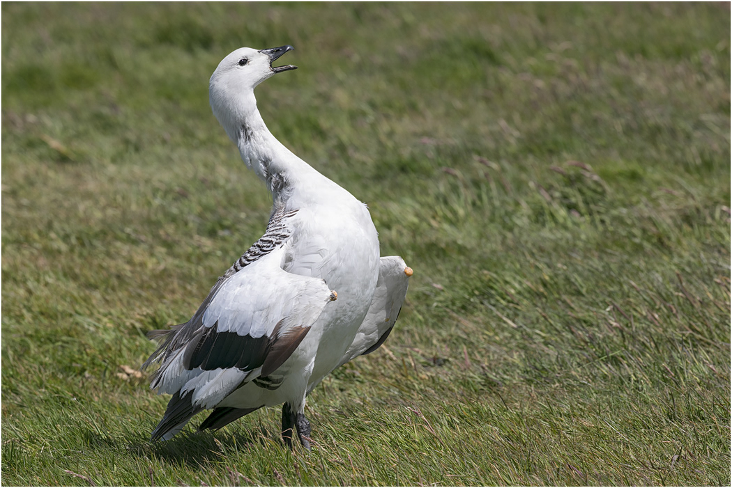 Upland Goose (Male) displaying