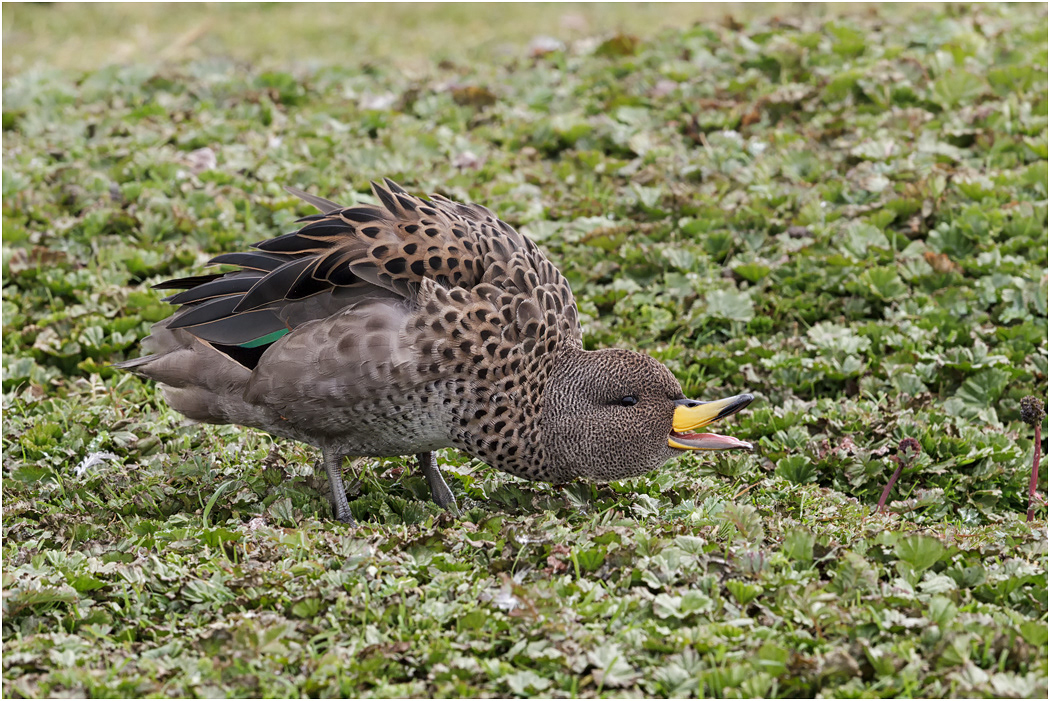 Speckled Teal displaying