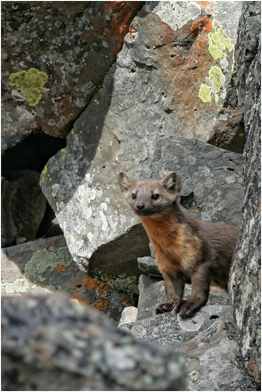 American Marten, Yellowstone NP, USA