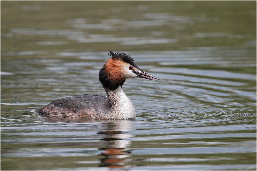 Great Crested Grebe