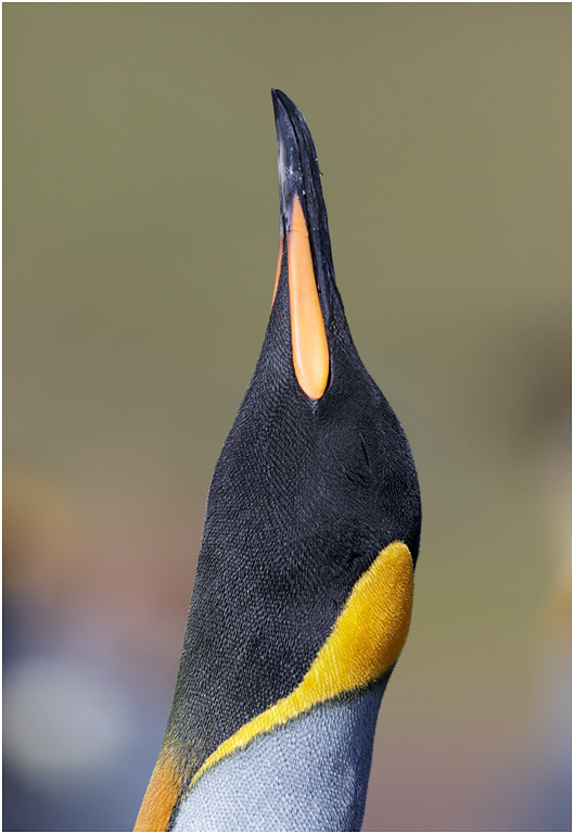 King Penguin Trumpeting