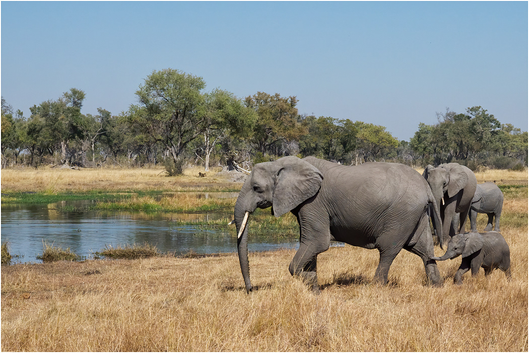 Elephants heading to the river - Botswana
