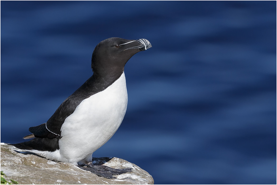 Razorbill - Iceland