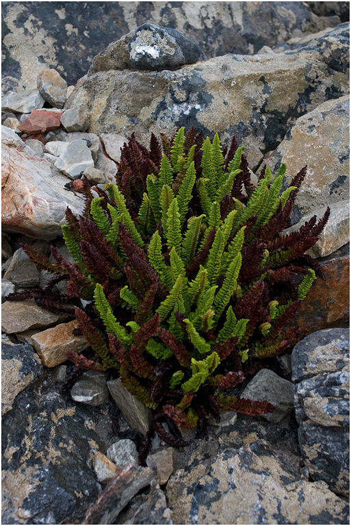 Tall Fern (young specimen)