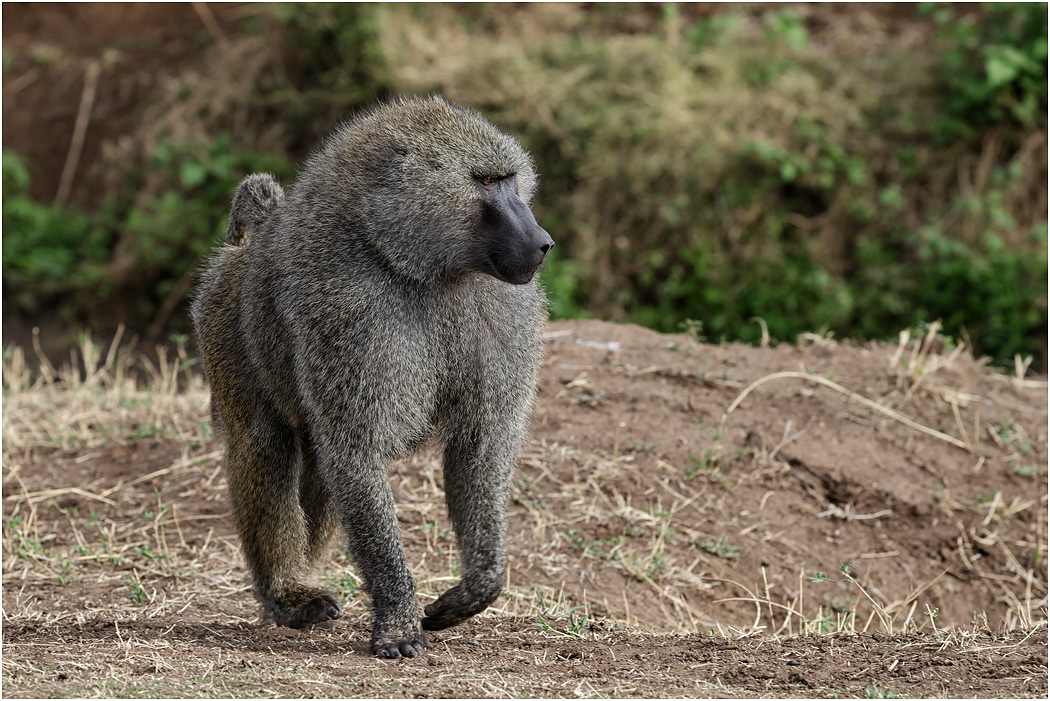 Olive Baboon, male - Ngorongoro CA, Tanzania