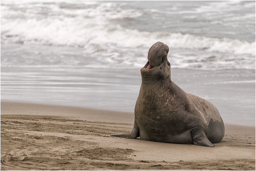 Northern Elephant Seal Bull, California, USA