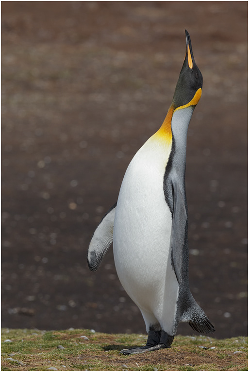 King Penguin Trumpeting Display