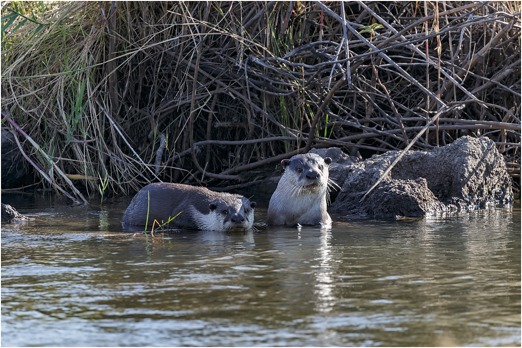African Clawless Otters - Chobe River, Botswana
