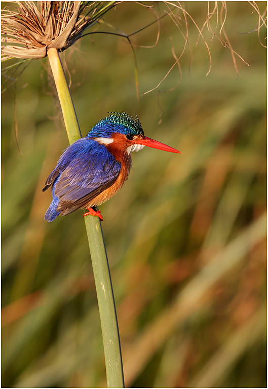 Malachite Kingfisher - Chobe River, Botswana