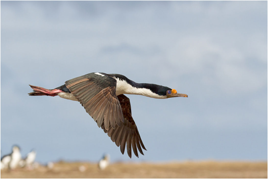 King Cormorant
