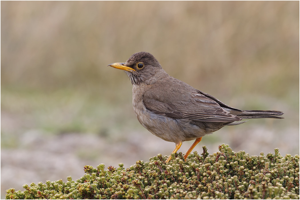 Austral or Falklands Thrush