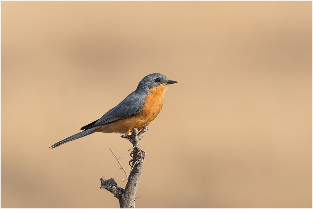 Silverbird  - Tarangire, Tanzania