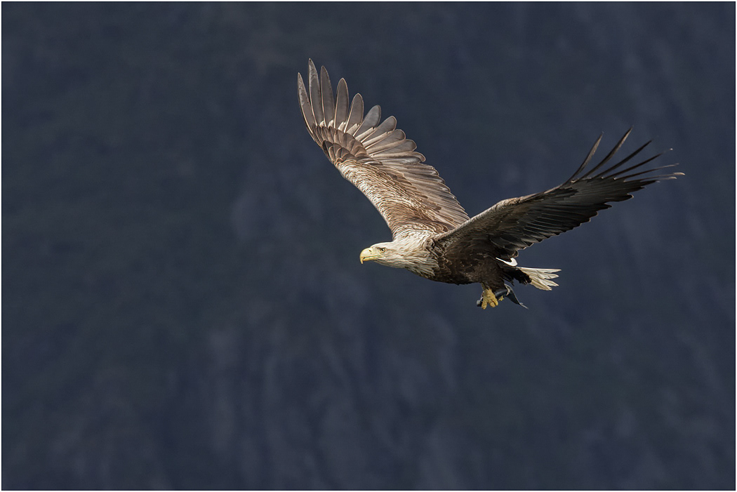 White-tailed Eagle with fish, Norway