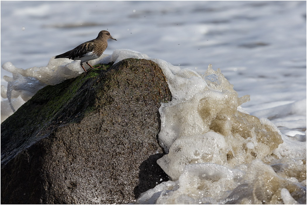 Black Turnstone, California, USA