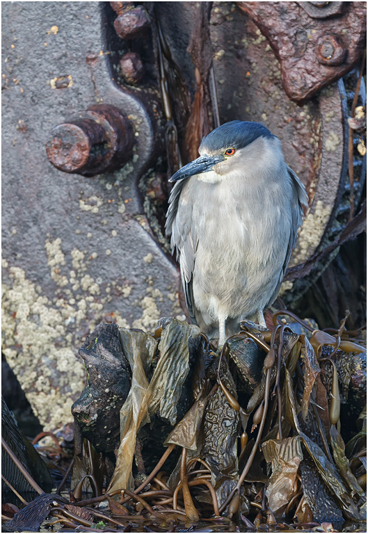 Black-crowned Night Heron