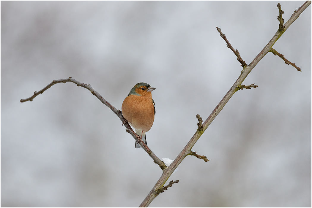 Chaffinch, male perching in winter