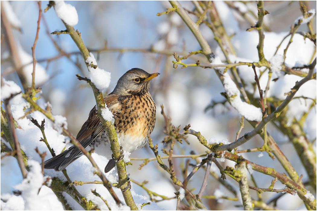 Fieldfare - winter visitor, Norfolk