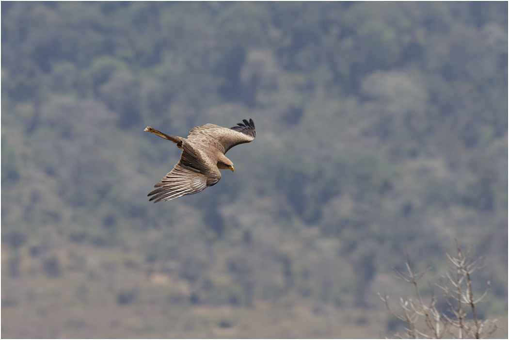 Black Kite in a dive - Ngorongoro Crater, Tanzania