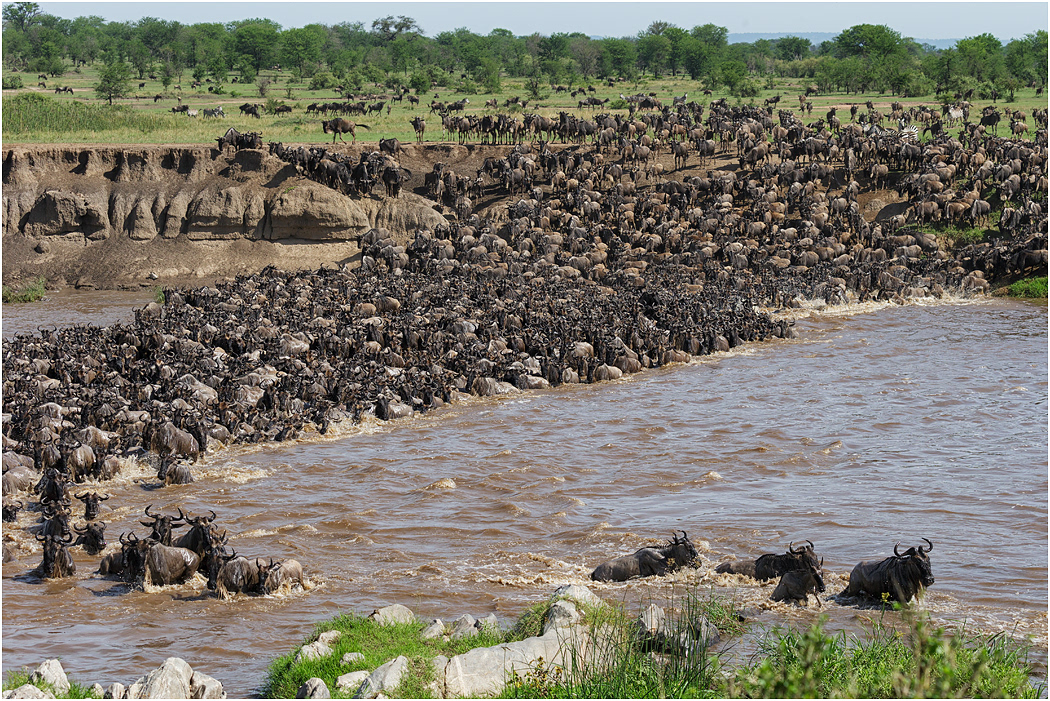 Wildebeest crossing the Mara River - Tanzania