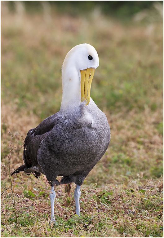 Waved Albatross preening, Española, Galapagos Islands
