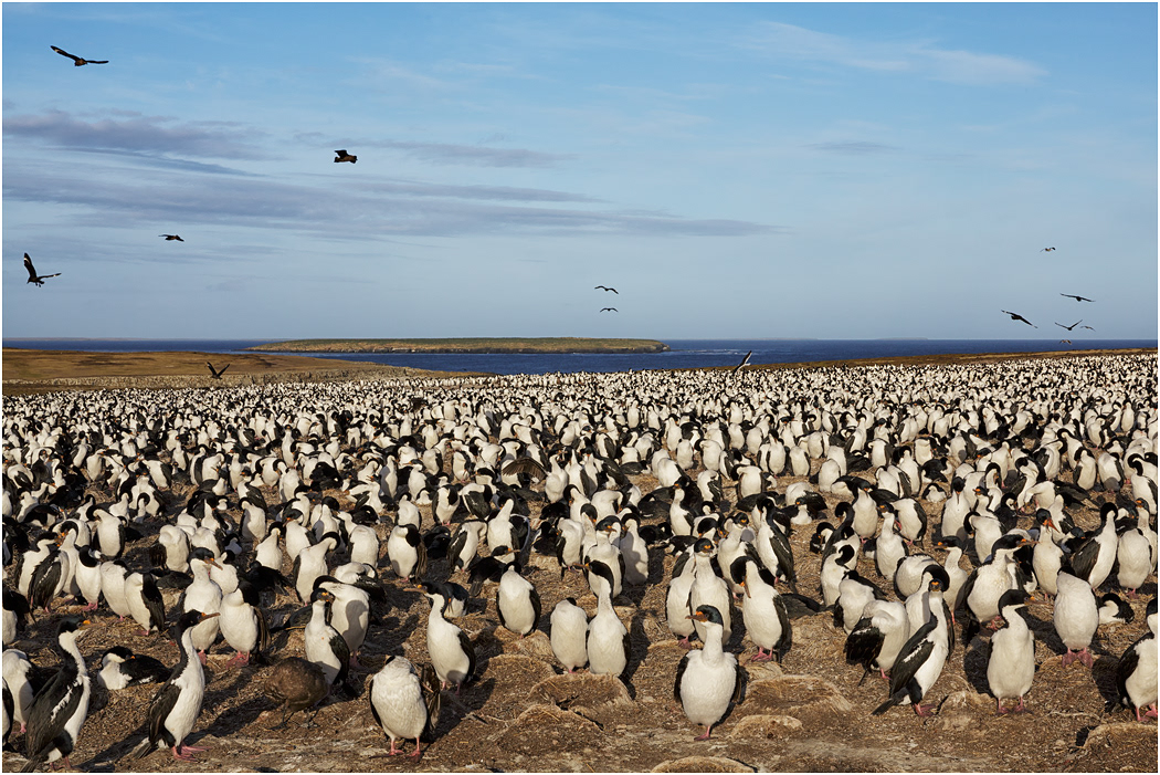 King Cormorant colony, Beaker Island