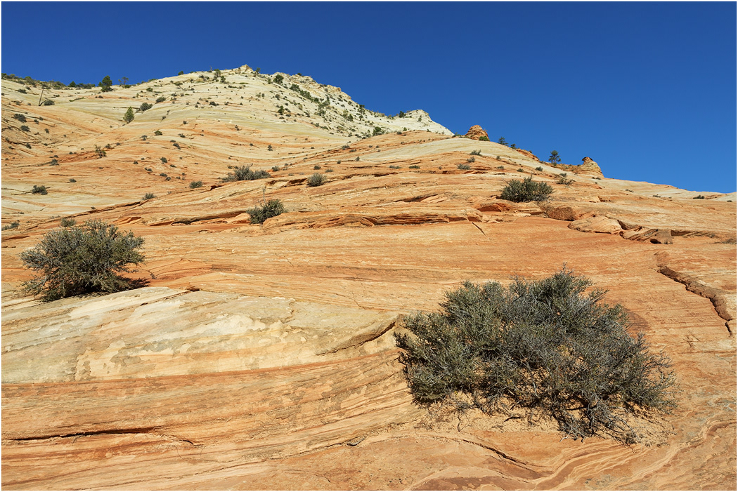 Cross-bedded Navajo Sandstone, near Zion, Utah