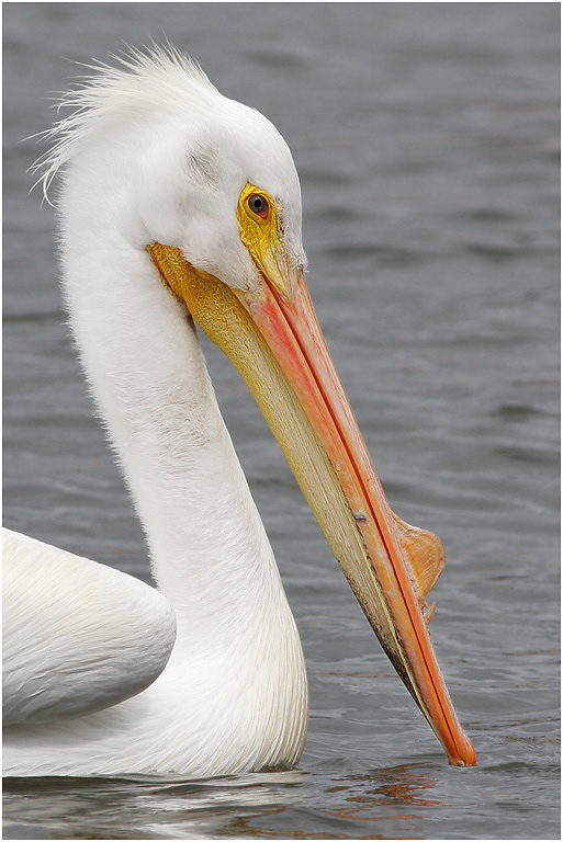 American White Pelican, Florida , USA