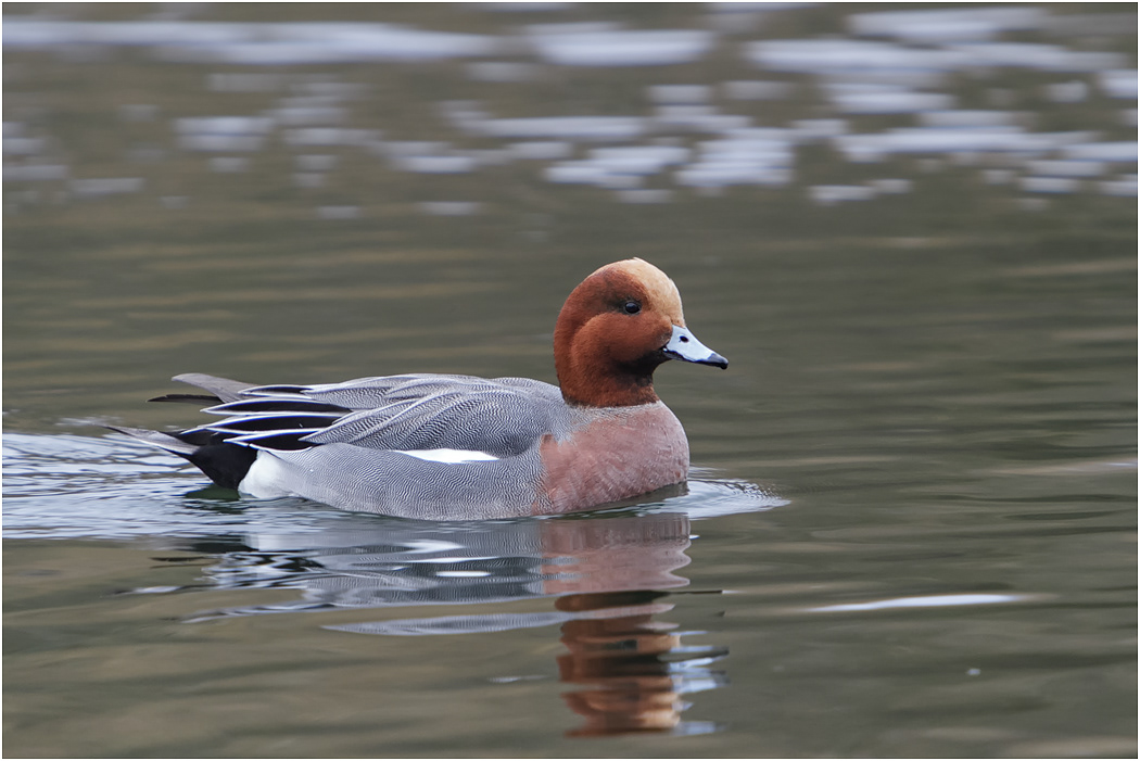 Eurasian Wigeon, Drake
