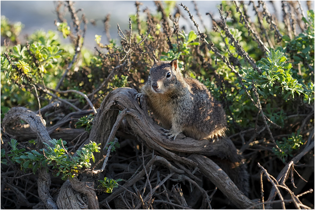 Rock Squirrel, California
