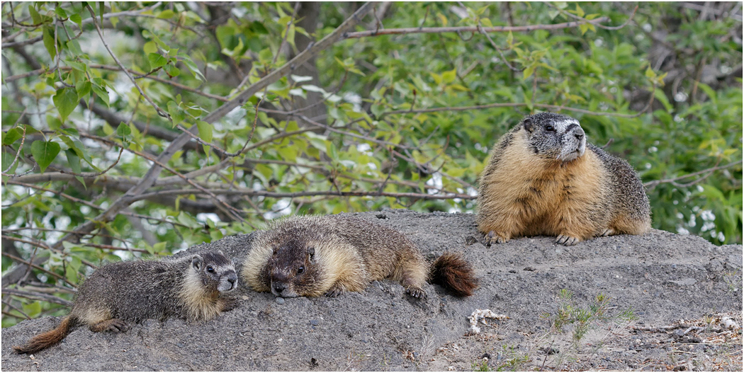 Yellow-bellied Marmots, B.C., Canada