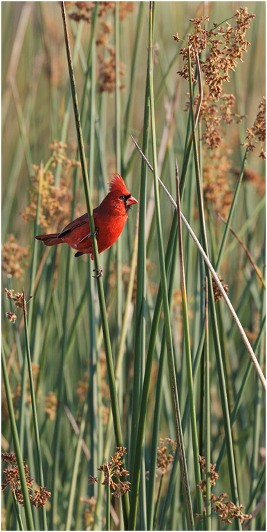 Northern Cardinal, Florida, USA