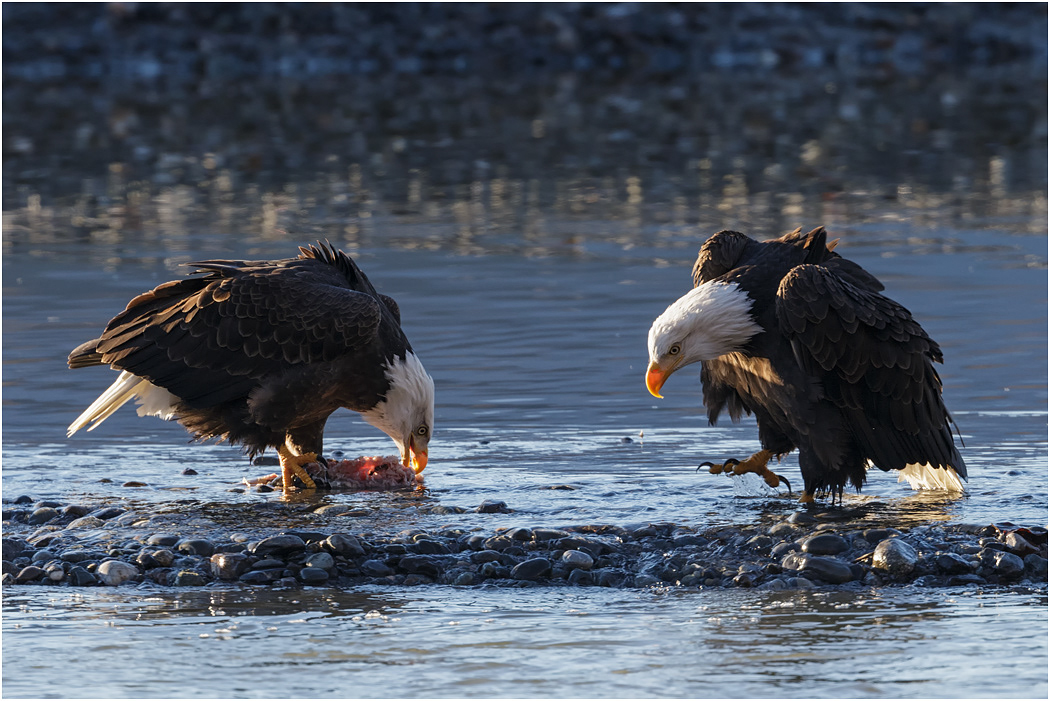 Bald Eagle pair, Chilkat River, Alaska