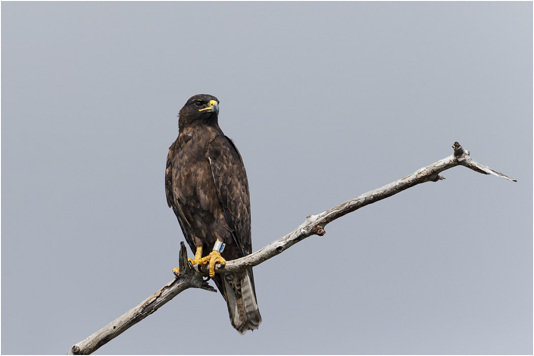 Galapagos Hawk