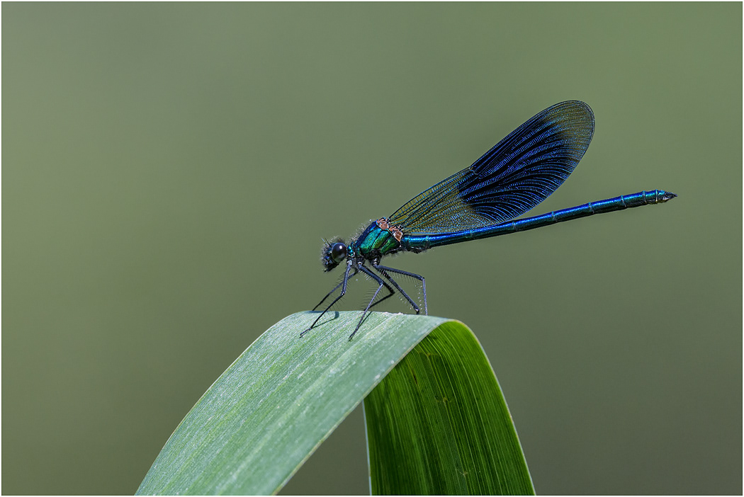 Banded Demoiselle - male