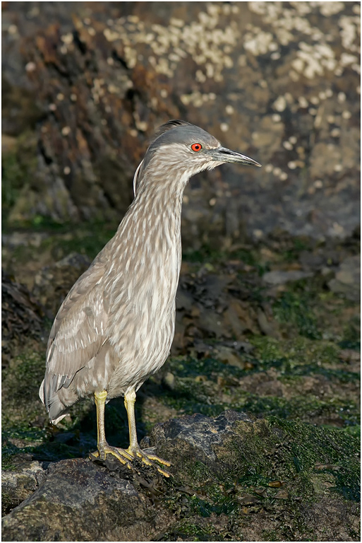 Black-crowned Night Heron (immature)