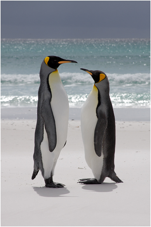 King Penguin courting pair
