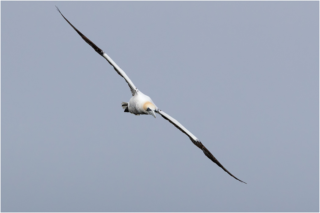 Northern Gannet - Iceland
