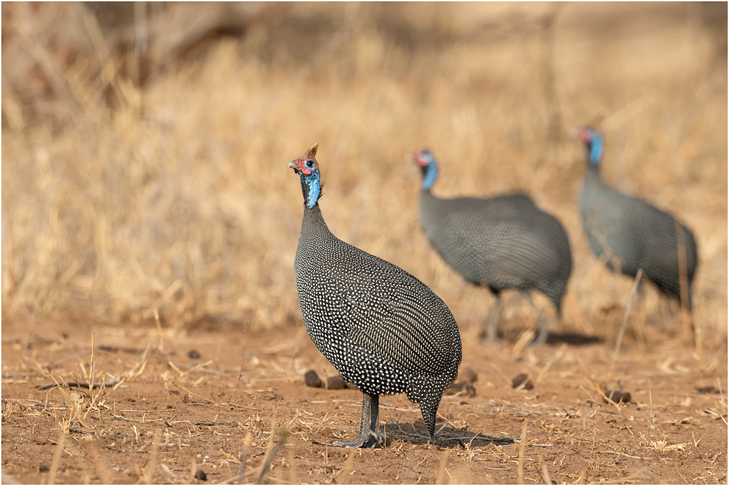 Helmeted Guineafowl - Tarangire, Tanzania