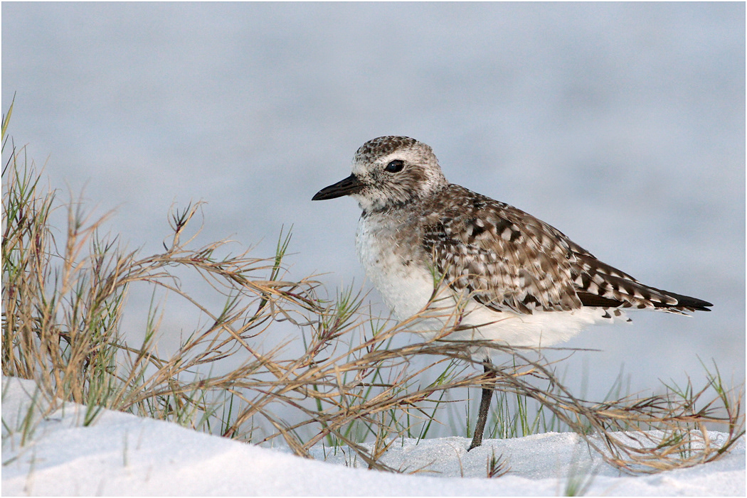 Lesser Golden Plover, Winter plumage, Florida, USA